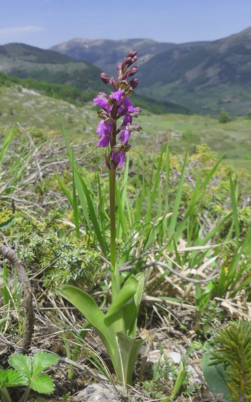 Il posto delle Orchis spitzelii (e non solo...)